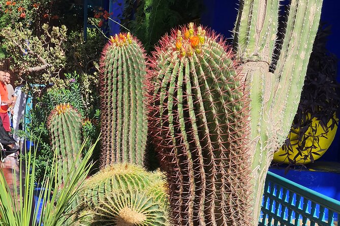 Private Historical Walking Tour in Marrakech - The Sum Up