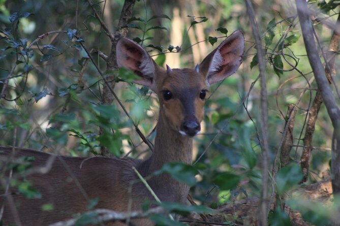 Private Maputo National Park Safari Day Tour With Pickup - Additional Information