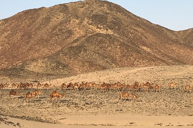 Private Morning Desert Safari With Quad Bike Tours Jeddah - Cancellation Policy