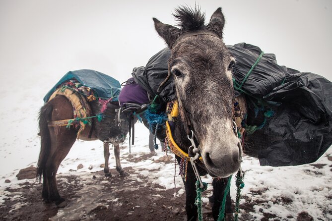 Private Mules Tour From Chefchaouen - Frequently Asked Questions