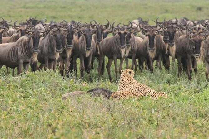 Private Multi Day Safari Tour in Tanzania - Price and Booking Information