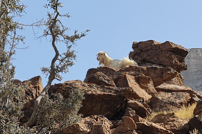 Private Overnight Jebel Shams Camping Tour - Health and Safety Considerations