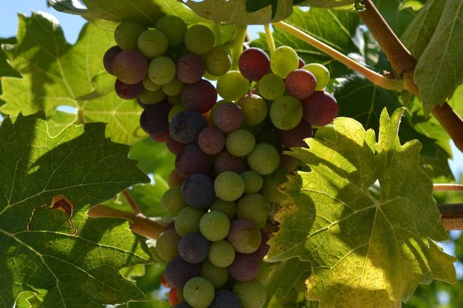 Private Pasta Making Class in the Vineyard With Wine Tour in Rome Countryside - Frequently Asked Questions