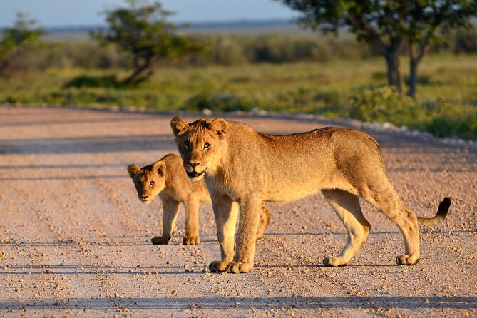 Private Safari in Tarangire National Park - Safari Schedule and Availability