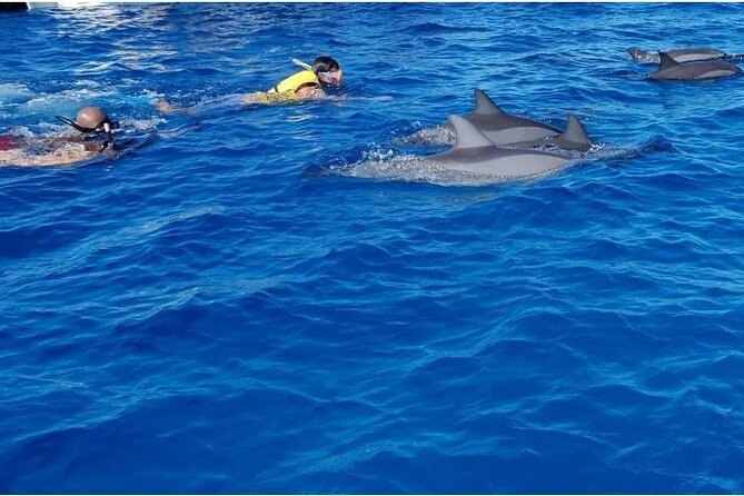 Private Speed Boat Tour and Dolphin Encounter at Ile Aux Benitier - Important Considerations