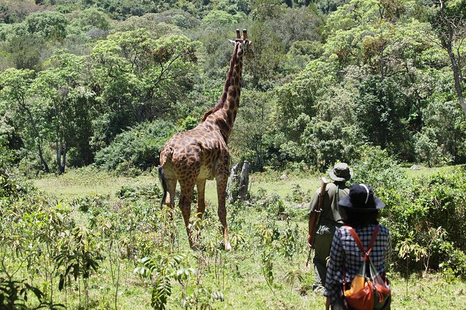 Private Tour in Arusha National Park - Operator Information