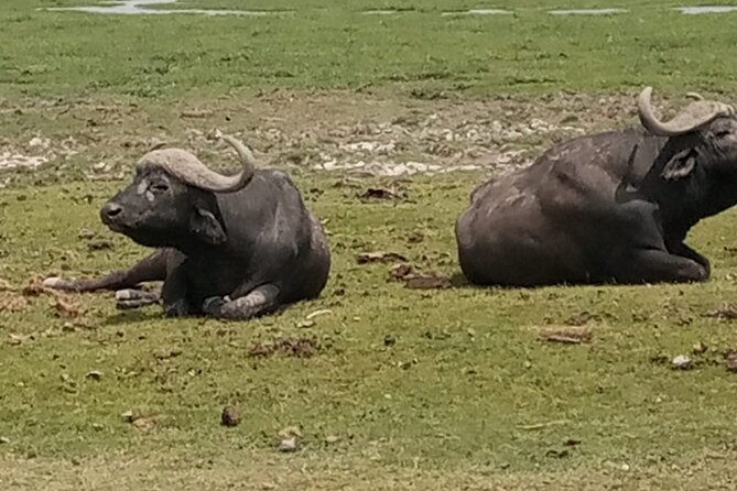 Private Tour of Tsavo East National Park From Mombasa - Customer Reviews