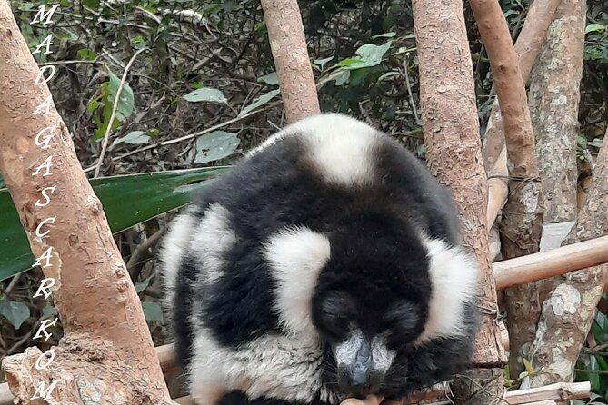 Private Tour Through the Wildlife of Madagascar and the Kingdom of Rova - Operating Hours