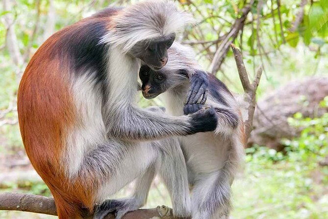 Private Tour to Jozani Forest Reserve Half-Day Guided Tour From Zanzibar - Frequently Asked Questions