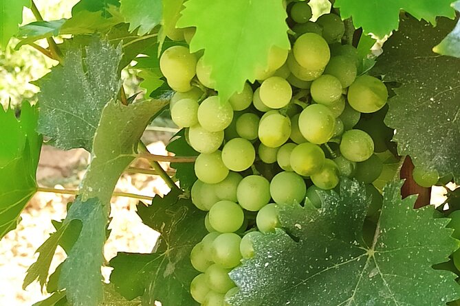 PRIVATE Tour: Visit Siena and Chianti With Lunch & Wine Tasting Experience - Air-conditioned Vehicle