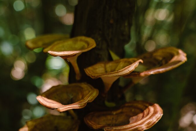 Private Trekking Tour in Phuquoc Primeval Forest and Picnic Lunch - Tour Overview