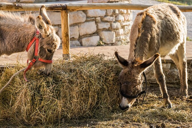 Private Visit to the Animals of the Enchanted Village in Spoleto - Opening Hours