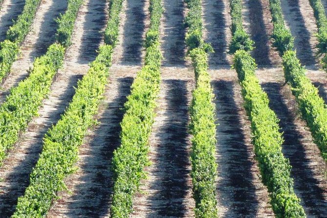 Private Wine Tour of Northern Israel - Reviews