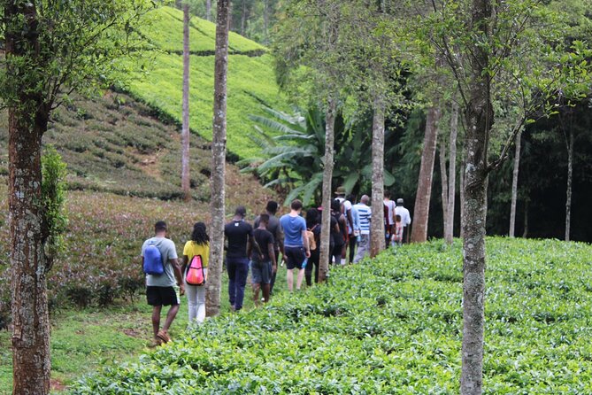 Purple Tea Farm Tea Visit - Weather Policy