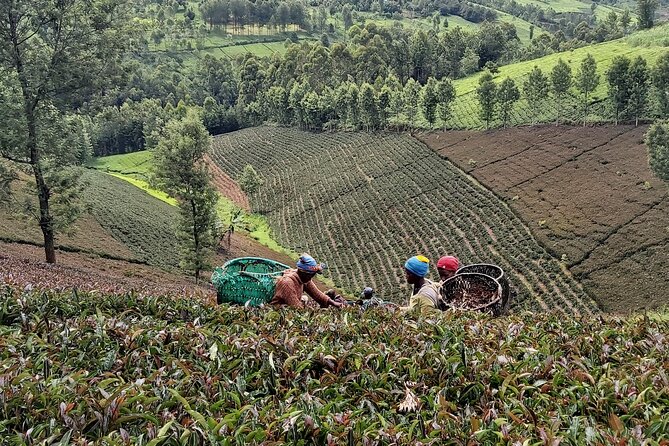 Purple Tea Farm Tour From Nairobi City - Specialty Tea Tasting - Itinerary Highlights