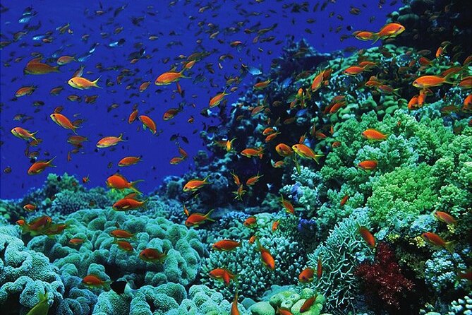 Ras Abu Gallum and Blue Hole Overnight Snorkeling Trip From Dahab