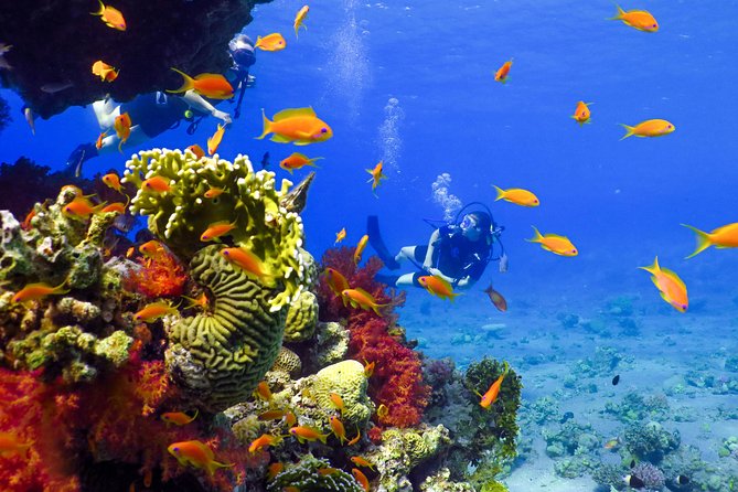 Refresh Dive for Certified Divers - Scuba Diving in the Red Sea