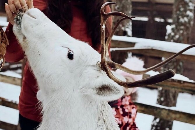 Reindeer Family Trip and Visit to the Husky Kennel - Frequently Asked Questions