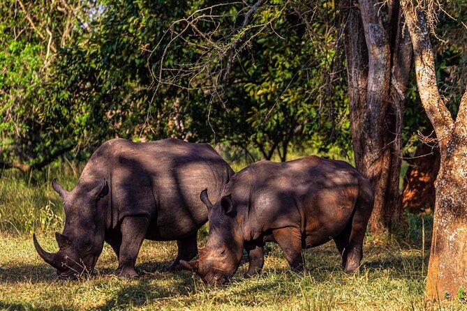 Rhino Walk - Booking Information