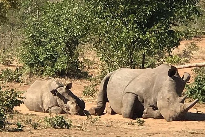 Rhino Walking Safari in the Musi Otunya National Park - Pricing and Guarantee