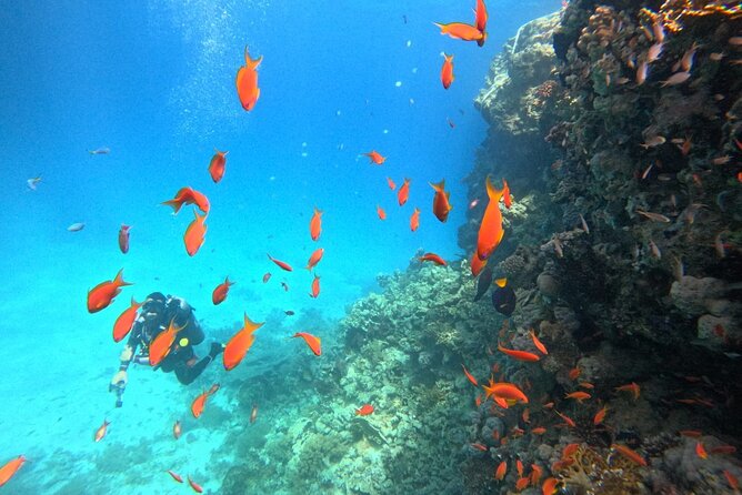 Royal Dolphin House Sea Trip Hurghada - Pickup Information