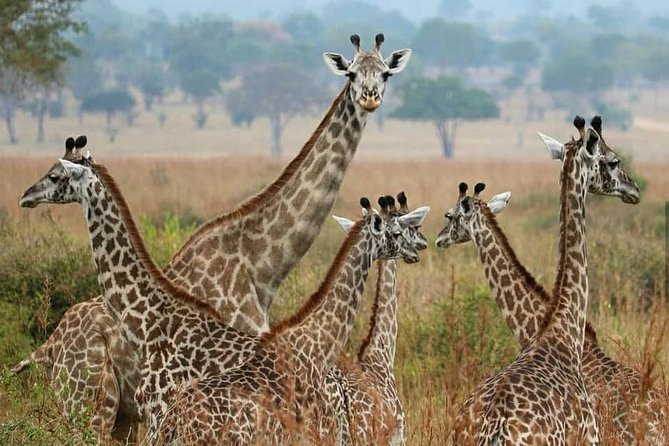 Ruaha Unforgettable - Pricing and Booking Information