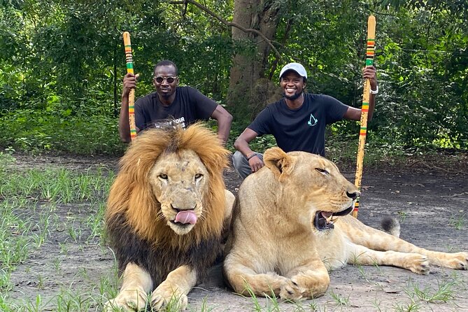 Safari and Walk With Lions in Fathala - Pricing Details and Customer Reviews