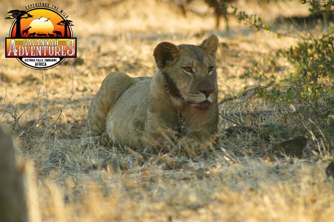 Safari Game Drive in the Savannah With Hotel Pickup 3 Times Daily - The Sum Up