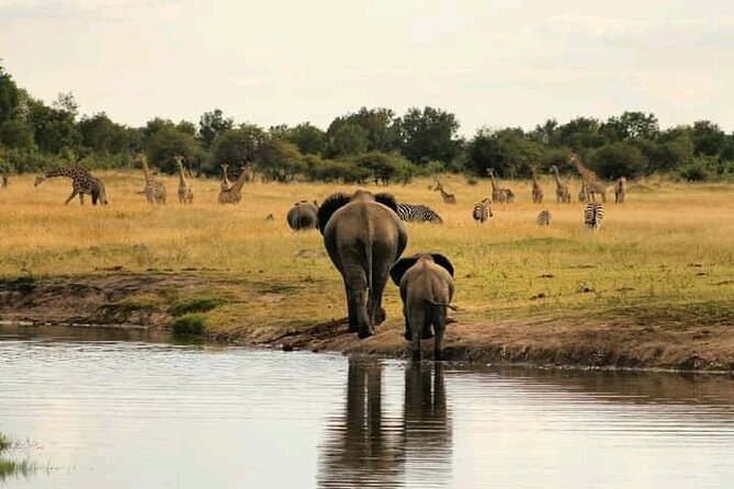 Safari Game Drive in Zambezi National Park - Frequently Asked Questions