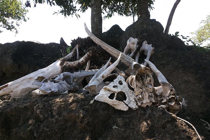Safari in Pian Upe Game Reserve - Traveler Suitability and Cancellation Policy