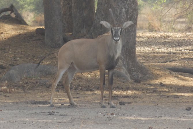 Safari To Fathala, Senegal - Important Information