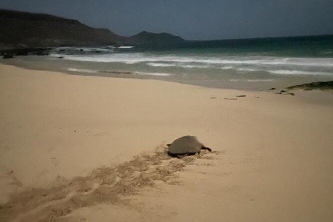 Sal Island: Sea Turtle Experience From Santa Maria - Directions and Logistics