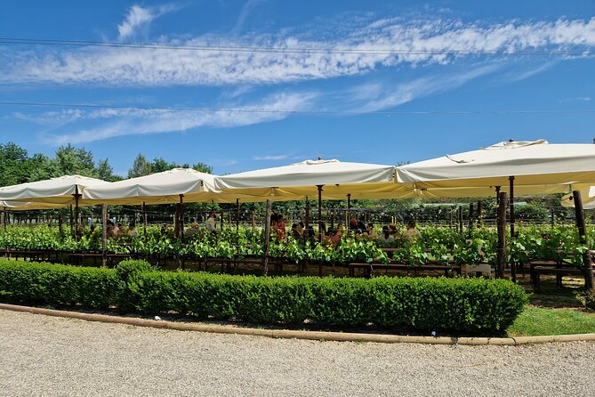 San Gimignano and Siena Private Wine Tasting Tour With Lunch - Customer Reviews