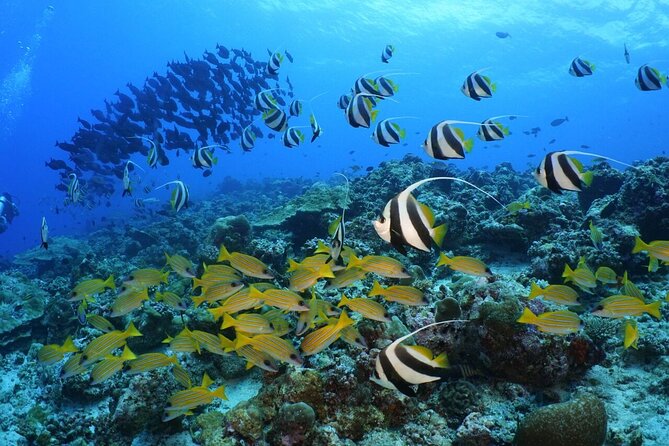 Sandbank Snorkeling and Sunset Cruise - Cancellation Policy Details