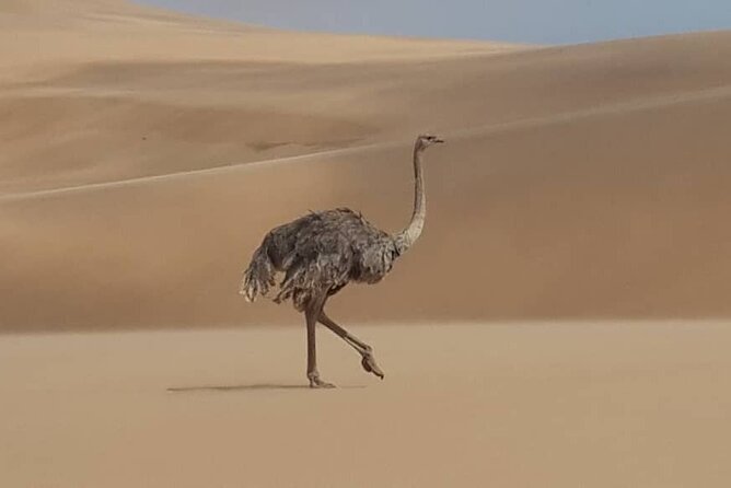 Sandwich Harbour 4x4 Private Guided Tour - Your Very Own Private Tour! - Reviews and Ratings