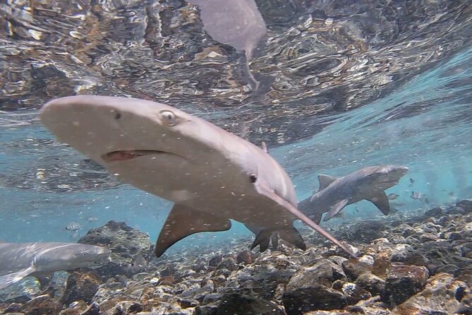 Santa Maria, Sal: All Inclusive Salt Lake, Blue Eye and Shark Bay - Frequently Asked Questions