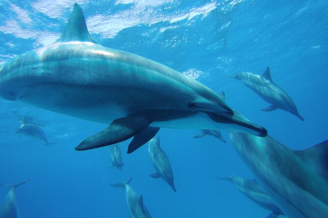 Satayeh Reef Swim With Dolphin in and Snorkeling Sea Trip With Lunch -Marsa Alam - Price & Booking