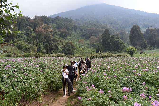 Scenic Walk Around Volcanoes - Tour Cancellation Policy