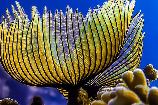 Scuba Dive and Explore Aqabas Red Sea With a Private Guide - Traveler Recommendations