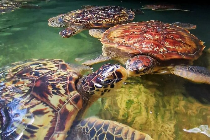 Sea Turtles Aquarium, Fishermans Village and Dhow Sunset Cruise - Local Village Experience