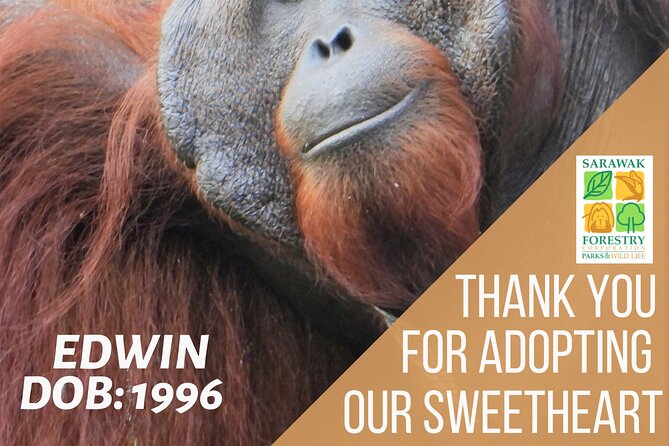 Semenggoh Orangutan Centre From Kuching - Visitor Reviews