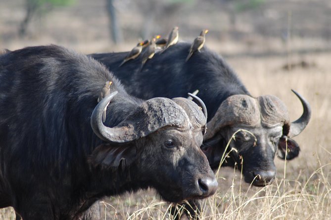 Serengeti Day Trip Safari From Mwanza Tanzania - Cancellation Policy