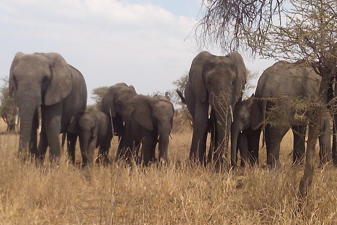 Serengeti National Park 4 Days Safari Camping - Frequently Asked Questions