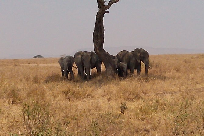 Serengeti National Park 7 Days Safaris Camping - Transportation Logistics