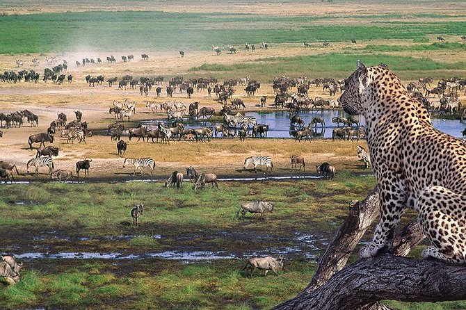 Serengeti & Ngorongoro 3 Days Fly Safari in From Zanzibar - Price and Reviews