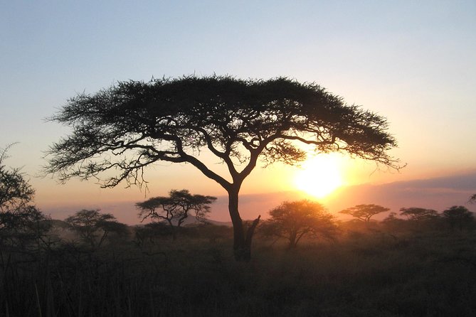 Serengeti Tour – 7days/6 Nights (4 Stars Accommodations) - The Sum Up