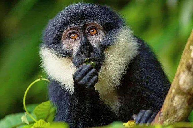 Seven Days One Wonderful Week Safari In Uganda - Day 5: Chimpanzee Tracking in Bwindi Impenetrable Forest