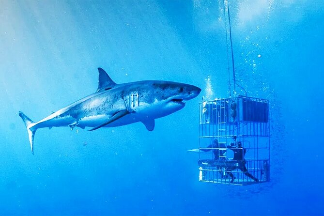 Shark Cage Diving With Transport From Cape Town - Preparation and Requirements