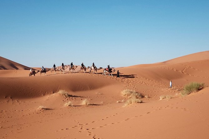 Sharm El Sheikh: Camel Ride in the Desert - Experience Highlights