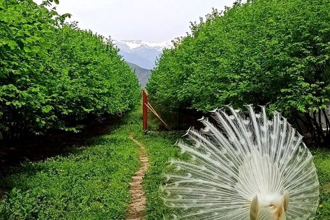 Sheki Adventure Nature Private Tour (Zipline, ATV, Off-road) - Booking Information